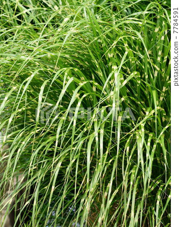 "Takanoha Susuki" with beautiful variegated pattern 7784591