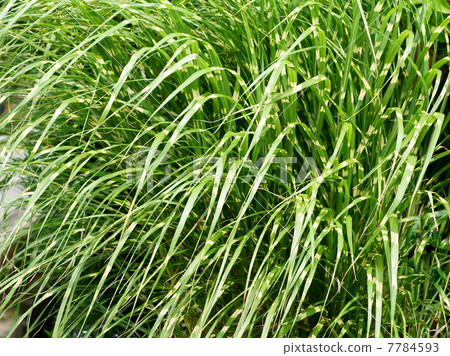 “Takanoha Susuki”具有美麗的雜色圖案 7784593