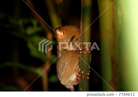 Turn your head and turn behind 180 ° Crossing Western Tarsier (Wild glasses) 7784611