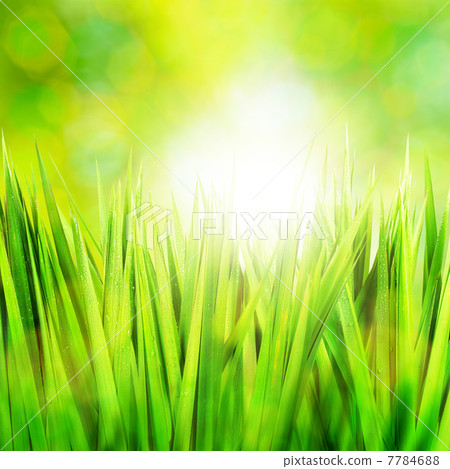 Green grass. Square composition. Green grass. Square composition. 7784688