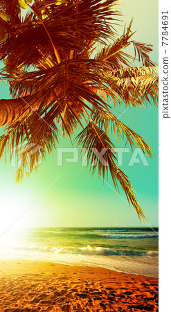 Tropical beach at sunset time. Vertical panoramic composition. Tropical beach at sunset time. Vertical panoramic composition. 7784691