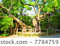Shinjinjin cedar of Ise Shrine · Outer garden 7784759