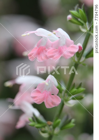 丹參coccinea 7784796