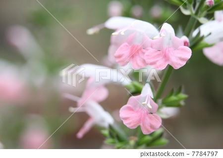 Salvia coccinea 7784797