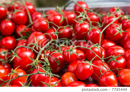 group fresh small red tomato on branch group fresh small red tomato on branch 7785449