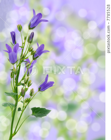 blooming flowers 7785528