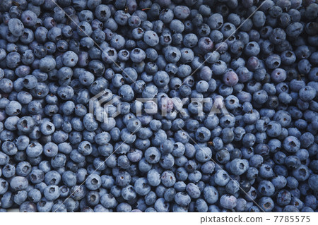 藍莓 7785575