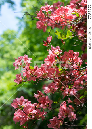 Yamato azalea Yamato azalea 7785772