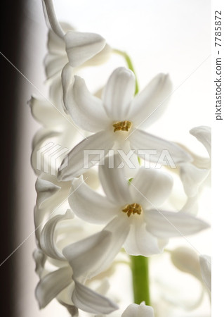 Hyacinth (white) 7785872