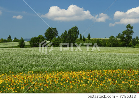 Buckwheat field and sunflower 7786338