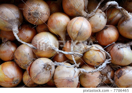 Lots of onions 7786465