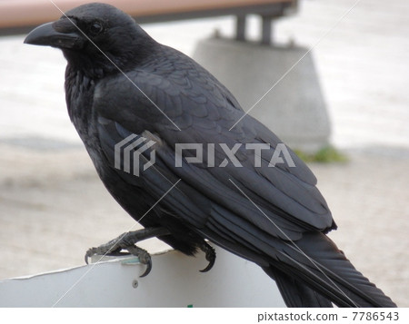 烏鴉 烏鴉 7786543