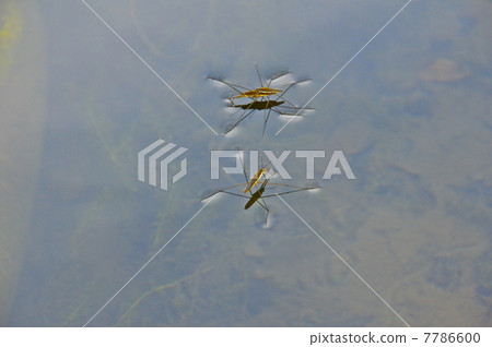 兩個在水面上移動的“水黽”（埼玉縣寄居町） 7786600