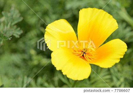 Hanabishishi (Hanabishi) 7786607