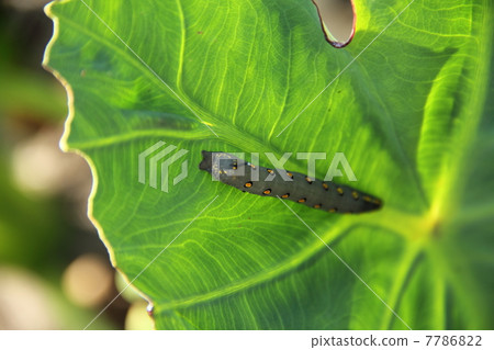 Caterpillar larva 7786822