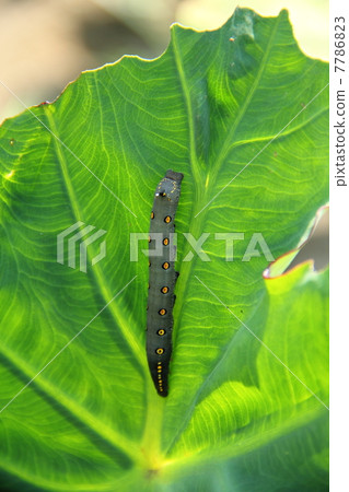 Caterpillar larva 7786823