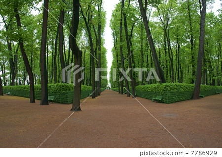  Walking path in the forest 7786929