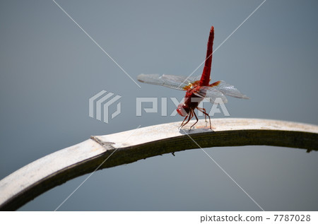 A crimson dragonfly 7787028