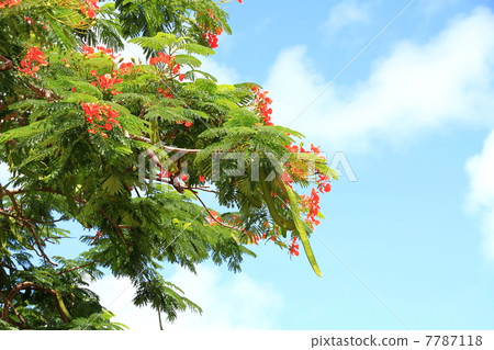 南洋櫻花樹 7787118