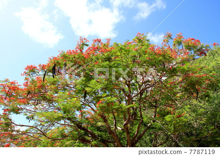 南洋櫻花樹 7787119
