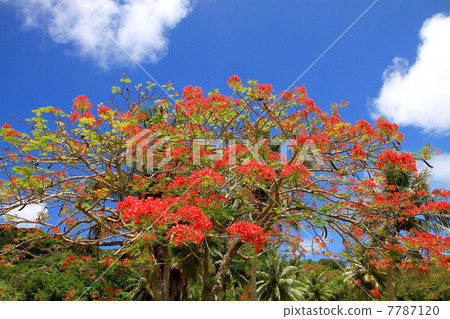 南洋櫻花樹 7787120