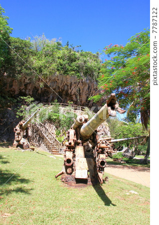 南洋櫻花樹 7787122