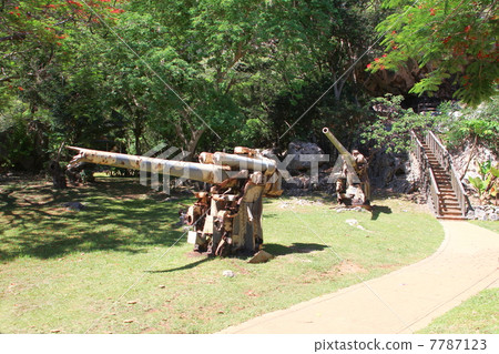 南洋櫻花樹 7787123