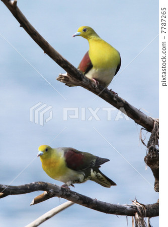 Aobato Aobato 7787265