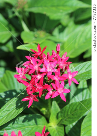 Pentas Pentas 7787336