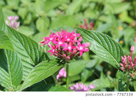 五硫化二磷 7787339