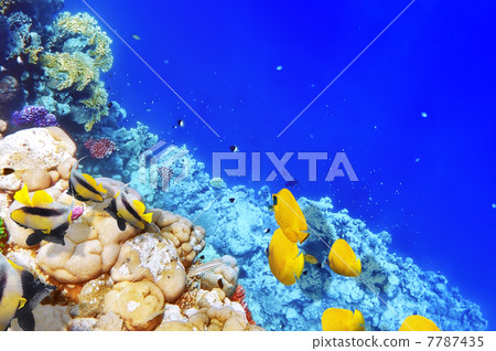 Coral and fish in the Red Sea. Egypt, Africa. Coral and fish in the Red Sea. Egypt, Africa. 7787435