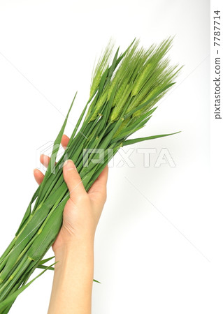 婦女用小麥的手 婦女用小麥的手 7787714