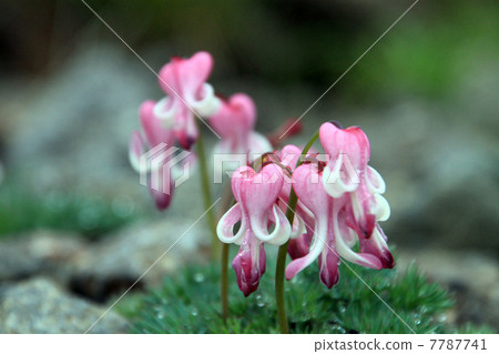 Norikura-dake的Cormora 7787741