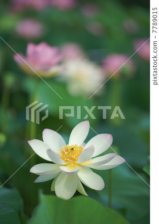 Kai Hime Kai Hime 7789015