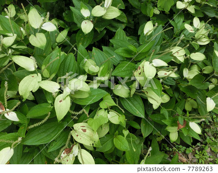 Hansee節目 Hansee節目 7789263