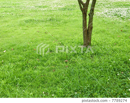The base of the tree and the field of lawn blossoms blooming white clover 7789274