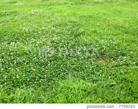 白三葉草花盛開的草皮的地面 照片素材 圖片 772 圖庫