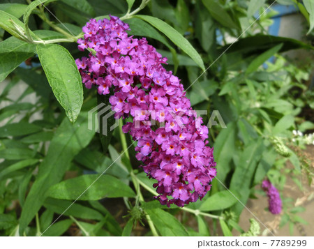 紅紫色Bloodlea 7789299