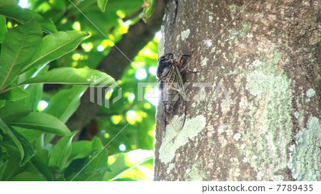 Ming-Min Semi 7789435