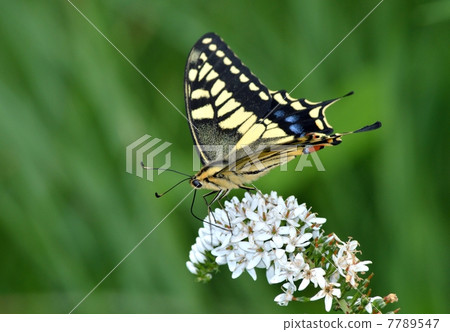 花和蝴蝶 7789547