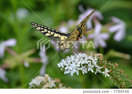 花和蝴蝶 花和蝴蝶 7789548