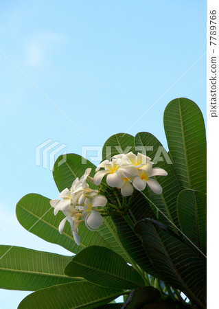 Plumeria 7789766
