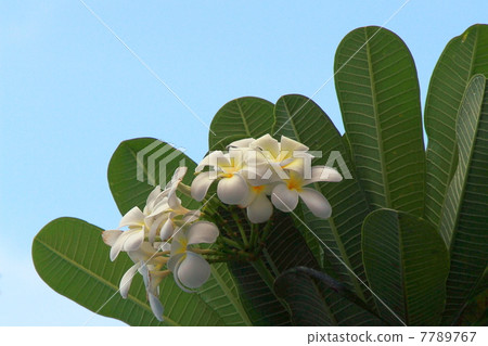 Plumeria 7789767