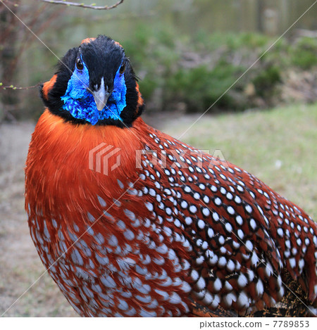 Satyr Tragopan Satyr Tragopan 7789853