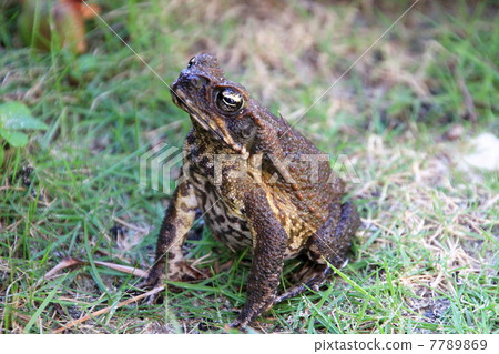A frog A frog 7789869