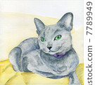 Russian Blue  7789949