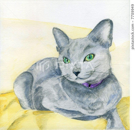 Russian Blue  Russian Blue  7789949