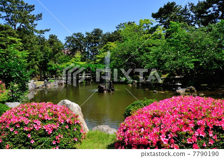 杜鵑花綻放白山公園 7790190