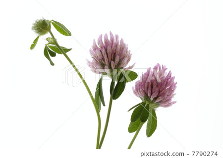 Purple grass flowers and buds and three leaves 7790274