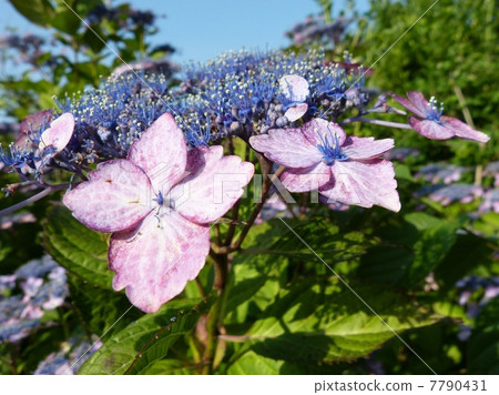 繡球花繡球花，只有周圍的花瓣打開 7790431